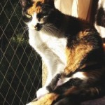 Servicio de elevador