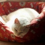 Estrés post traumático…