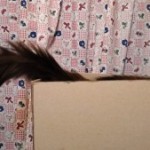 Cajas, movimiento, los adornos han desparecido…