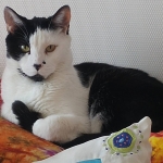 Por qué será tan linda esta bestezuela?