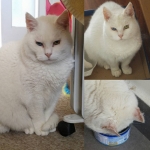 Me siento tan bien… Que acabo de comer atún y no me hizo mal. Aunque… Aún queda un pedacito de herida que sanar.