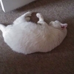 Me siento bien, muy bien, mi herida está sana. Pero humana me sigue torturando con paños húmedos.