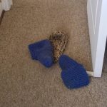 Humanos no valoran mis habilidades de cazador… Alegan que me robo algo llamado pantuflas…