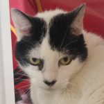 Tengo un quiste en mi encía, que molesta bastante. Mañana me operan