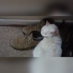 Nostalgia… Aroma a dulce perrita en los zapatos de humano (viví 10 años con una de ellas