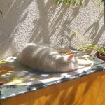 No molestar… Fiera descansando… Zzz