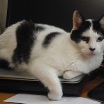 Cambio de comida + homeopatía + agua magnetizada = recuperé peso, me siento bieeen!De los problemas a mis riñones ni me acuerdo