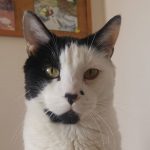 Buen viaje Pirata hermoso. Extrañaremos tus abrazos, tus besitos de nariz húmeda, tus gritos exigiendo atención, tu lunar coqueto.Nos vemos al otro lado de arcoiris. Besos a Runrun, Mota y Manchita.Fue un regalo tener tu compañía por 10 años.Te amamos