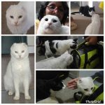 Soy Saphira Nayen, así me llaman desde anoche, que llegué a esta casa. Dicen que Pirata guió a estos humanos hasta mí.Viví 4 meses en refugios. Los otros 3 congéneres me han recibido bastante bien. Sólo un par de bufidos