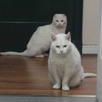 Ahora habemos dos blancuchas en casa