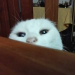 Ejerciendo el arte de la dominación con humano. Ya lo atravesé con mi mirada. Muajajaja