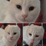 Me siento bien, tengo mi pancita llena, me hacen cariño, duermo calientita. Aunque todavía no me atrevo a jugar con el gigantón Brom