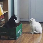 Cómo la convenzo que juguemos?