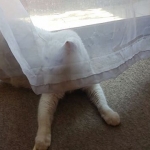 Por si me extrañaban… Aquí estoy, feliz de la vida