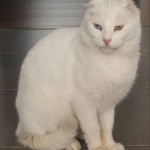 Y esta humana no piensa alimentarme?