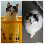 Hace un año me diagnosticaron insuficiencia renal. Pesaba 4,1 kg. Hoy peso 4,9 y estoy esbelto. Me tomo mis gotas de, y como mucha carne cruda. Me siento bieeen, se nota?