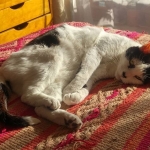 Delicioso sol de tarde