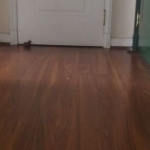 Entrenando con mis ratoncitos