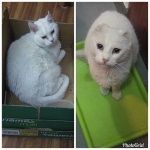 A qué hora sirven la comida en esta casa? Ah?