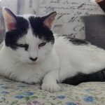 Sí humana, me gusta tu cojín de semillas con cilantro… Y qué, te lo usurparé una y otra vez