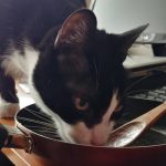 Slurp… Cada mañana aprovecho el desayuno de humana: huevos, aceite de coco, cúrcuma y queso… Ñami