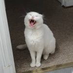 Ajummmm… Humana apúrate con la comida! Hace sueño