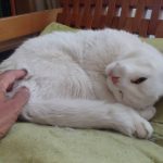 Por fin regresaron humanos. Estuve nerviosa sin ellos