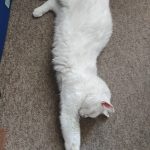 Yoga felino
