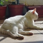 Sol otoñal 🍂🍁