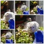 Sol otoñal 🍂🍁… Me instalé en un nido de dragona, muajajaja