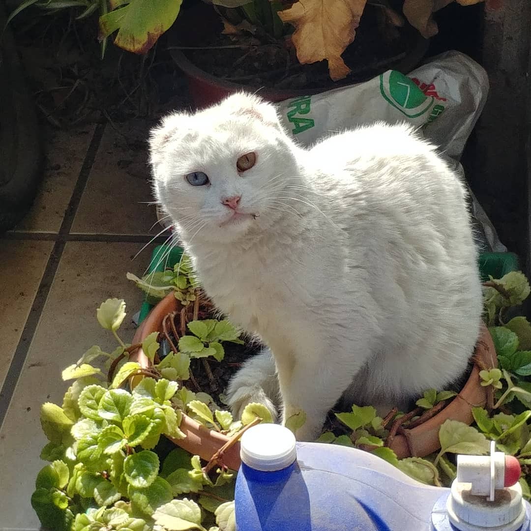 Ah? Qué cosa de la planta?