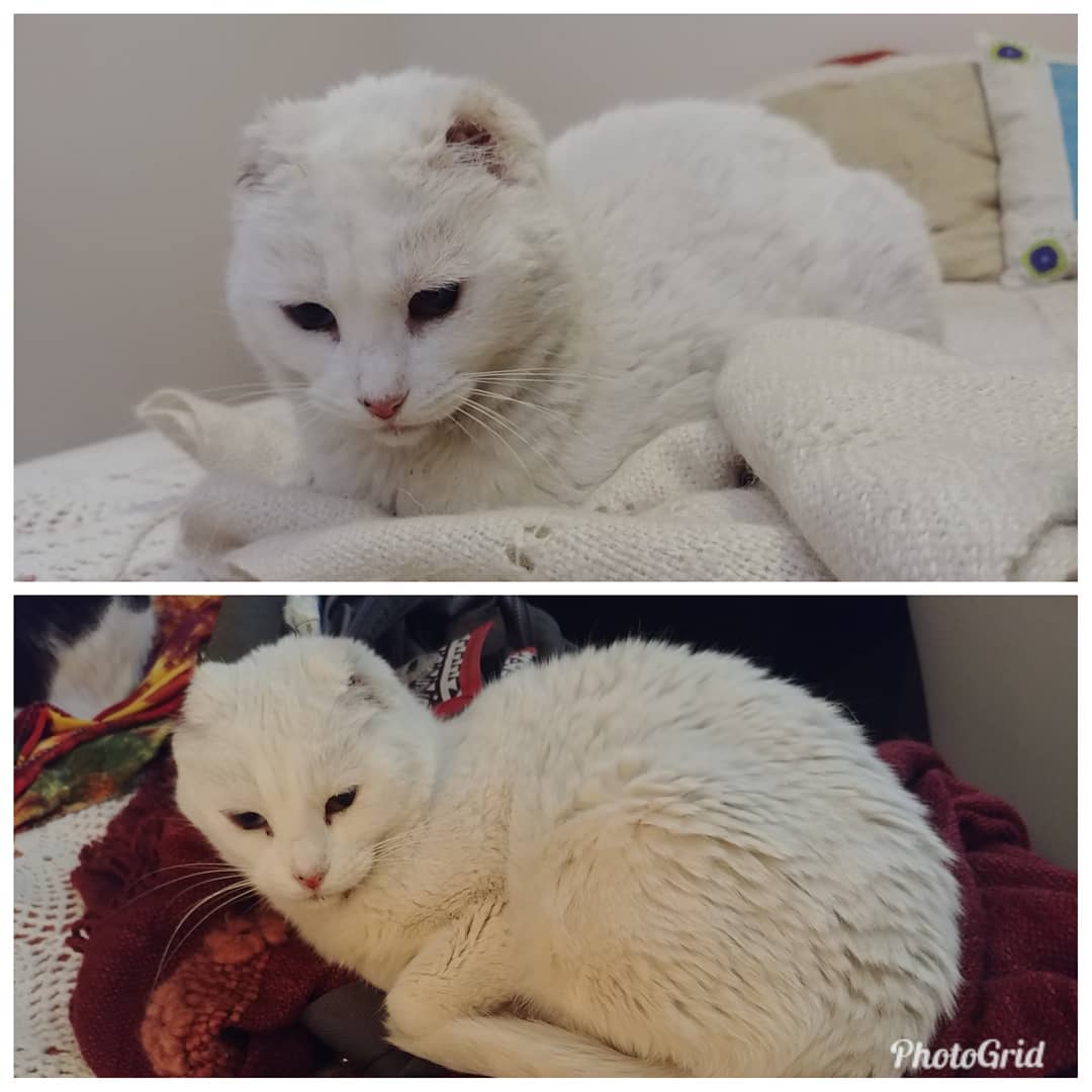 Calientitos los chales de alpaca de humana