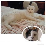 Día de contrastes… Como es la vida… Hace un año se fue Pirata. Y hace un año conquisté a estos humanos. Llegué una semana más tarde a esta casa