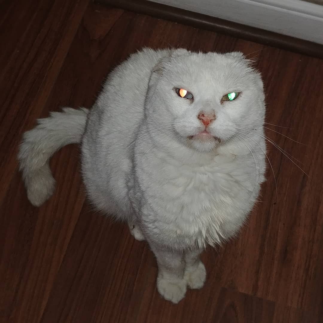 Por qué me dirán gata radiactiva?