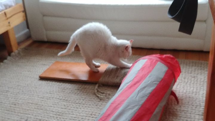 Hoy la amiga de humana nos hizo un rascador delicioso!
Algo escuchamos que fue hecho con cosas recicladas