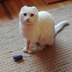 Y qué si hago sonar mis ratoncitos con pito a las 5 am? Si a esa hora me da hambre y con el pito te despierto y nos das comida?