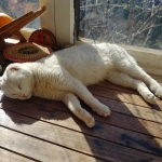 Zzz…. Domingo, día de relajo… Good day sunshine