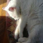 Zzzz… Duermo 20 hrs al día… O más