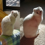 Ayer me dolía mi pancita. Hoy estoy bien.Me asusto cuando humana no está en casa