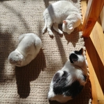 Deliciosas mañanas soleadas