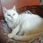 Me cayó mal la comida Leonardo en lata, comí dos noches seguidas.Sólo quiero comida cruda