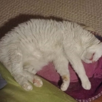 Creo que escogí la humana adecuada para vivir mi vejez 🐾💖