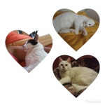 Nos gusta esto de tener a humana en casa, aunque ella dice que se aburre