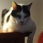 Tanta atención que le dan a ese par de blancuchas… Y yo?