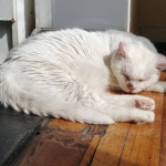 Incómoda, con mi cabeza abombada, hinchada.