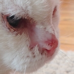 La felicidad hecha cicatrización…