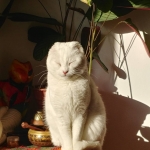 Sol matinal después de la lluvia.