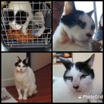 Me sacaron un quiste